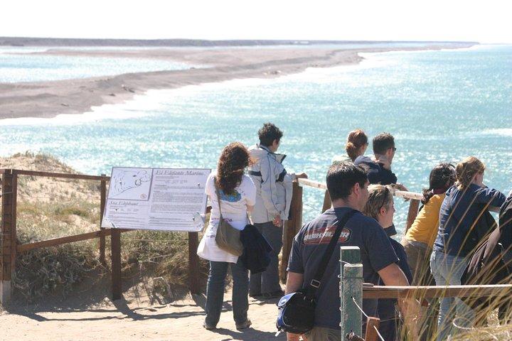 Cruise Shore Excursion Peninsula Valdes Pto Madryn