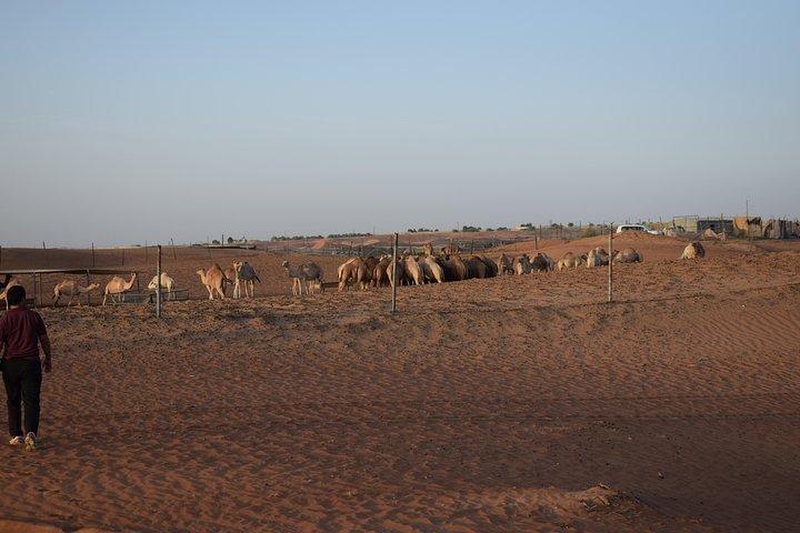 Morning Desert Safari with Camel Ride & Sand Boarding