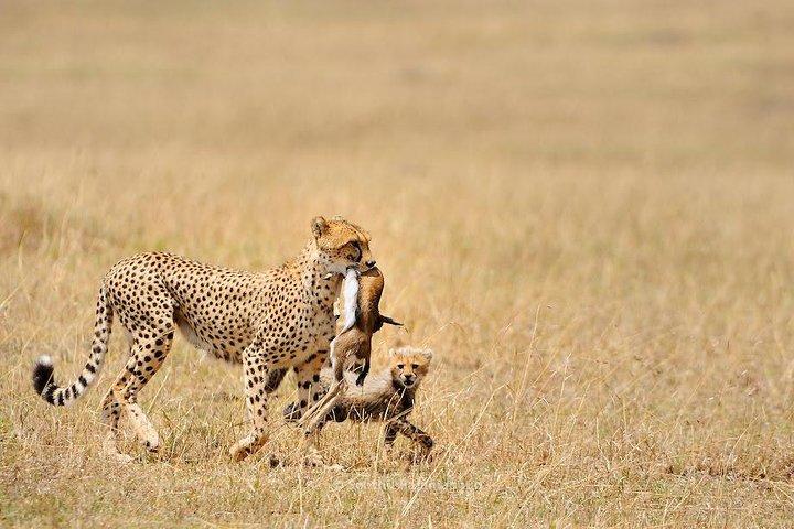 5 Day Serengeti, Tarangire, & Ngorongoro & Manyara Grass Root Safari.