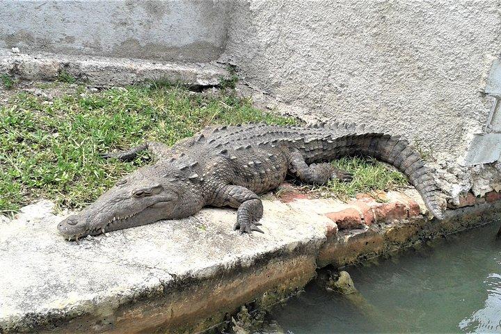 YS Falls and Black River Safari Guided Tour from Montego Bay and Grand Palladium