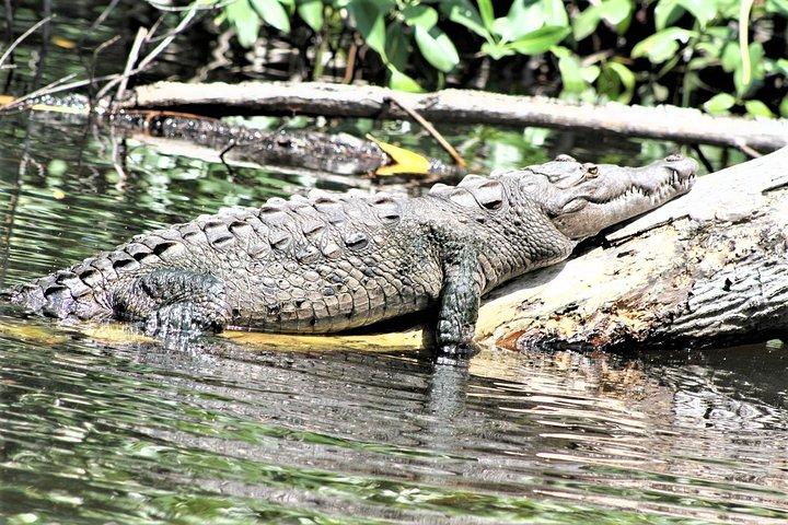 YS Falls and Black River Safari Guided Tour from Montego Bay and Grand Palladium