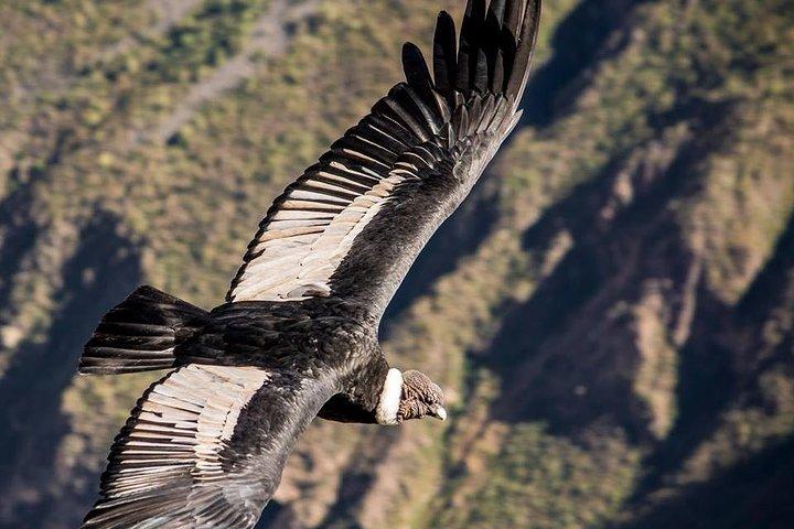 Colca Canyon 2 - Days From Puno To Arequipa