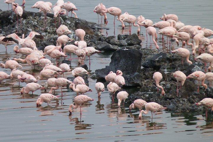 Manyara and Ngorongoro Crater