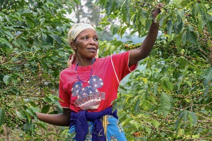Original Historic Coffee Farm Guided Tour with Transfer