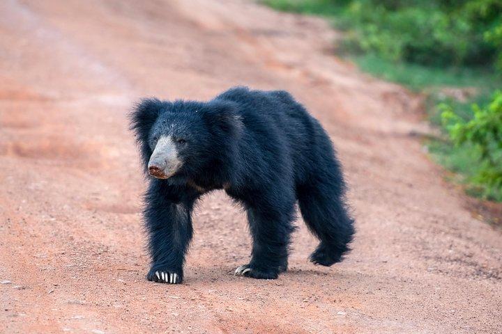 Wilpattu National Park Entrance Ticket with Private Safari