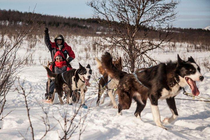 Tromso Self-Drive Husky Dog Sledding