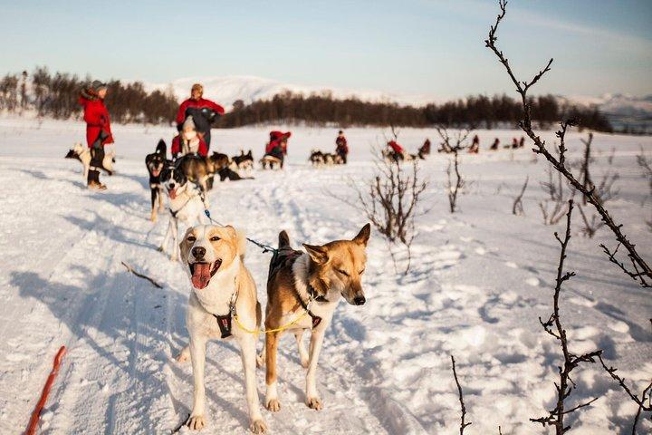 Tromso Self-Drive Husky Dog Sledding