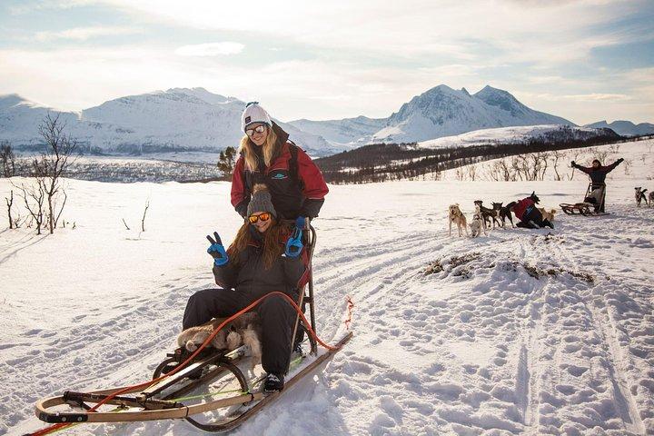 Tromso Self-Drive Husky Dog Sledding