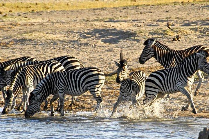 Hwange (Safari) Day Trip from Victoria Falls