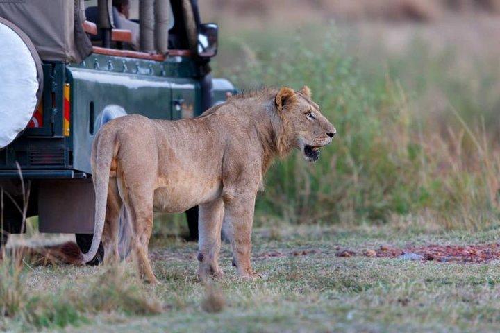 5 Days 4 Nights Tarangire, Serengeti , Ngorongoro & Manyara Wildlife Safari
