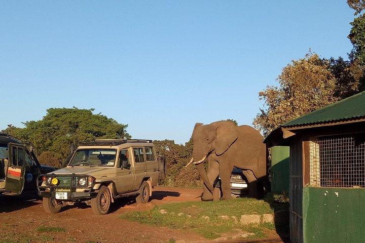 2 Days / 1 Night Tanzania Safari Tour