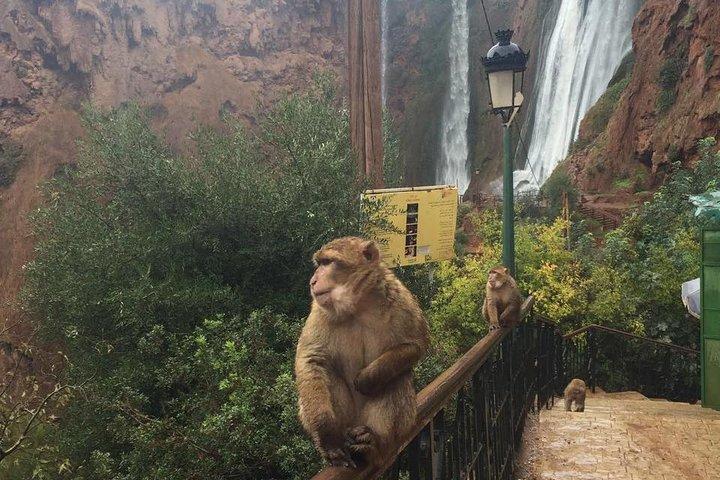 Ouzoud Waterfalls: Private or Small-Group daytrip from Marrakech