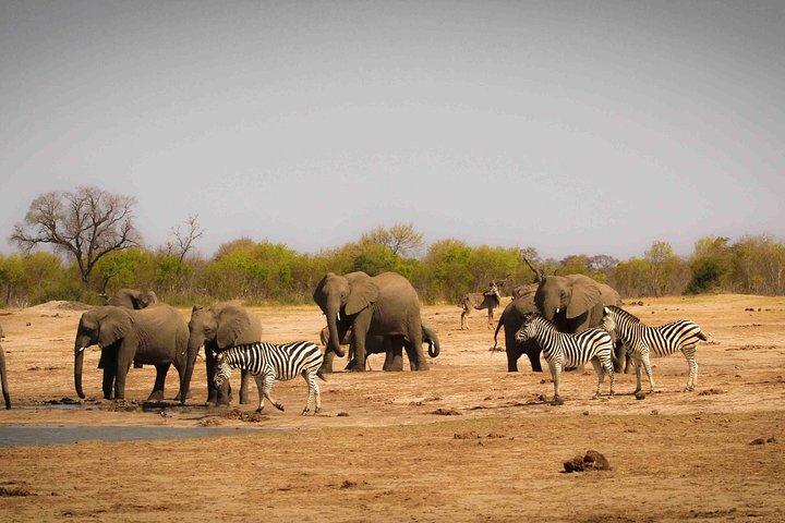 Hwange (Safari) Day Trip from Victoria Falls