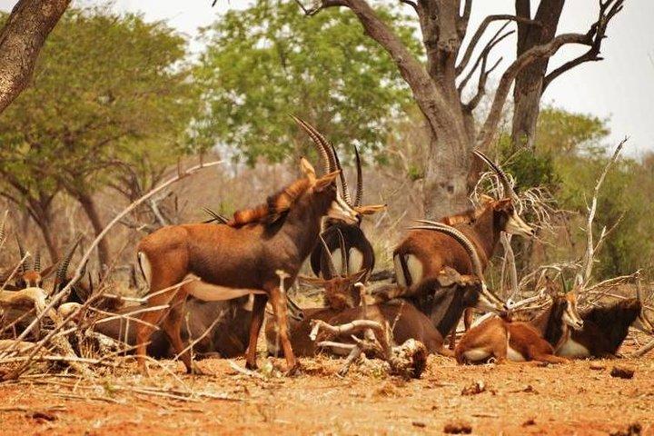 Chobe National Park Camping Safari From Victoria Falls (1 Day and 1 Night)