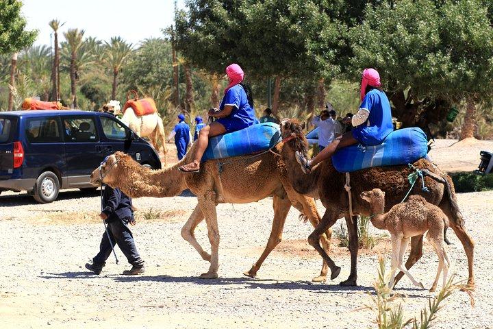 Half-Day Palm grove desert Quad & Camel Tour