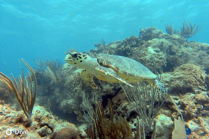 Fajardo Afternoon Snorkeling Adventure Tour