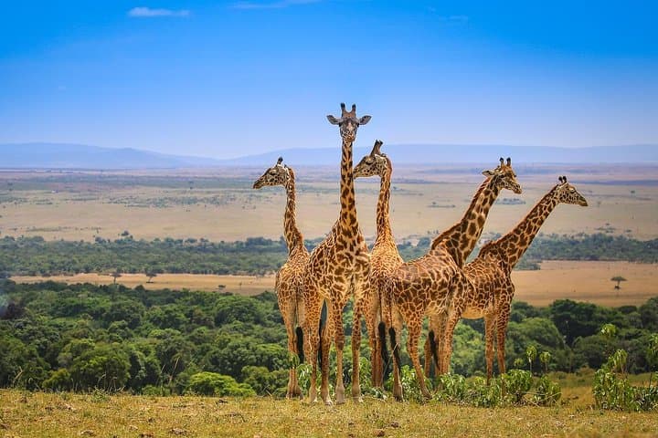5-Day Ol Pejeta-Lake Nakuru-Masai Mara Private Safari