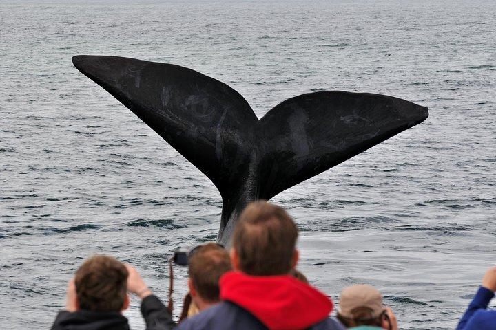 Private Tour: Hermanus Whale Watching Boat Trip & Wine Tasting