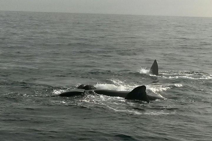 Boat Based Whale Watching from Hermanus
