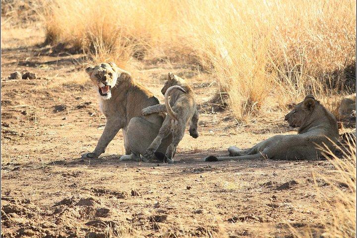 Pilanesberg Game Reserve 6 Hour Sunrise Safari from Johannesburg or Pretoria