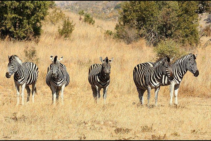 Pilanesberg Game Reserve 6 Hour Sunrise Safari from Johannesburg or Pretoria