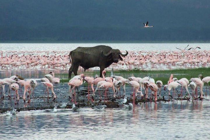 8 Days Discover Kenya Safari with 4x4 Land Cruiser Jeep