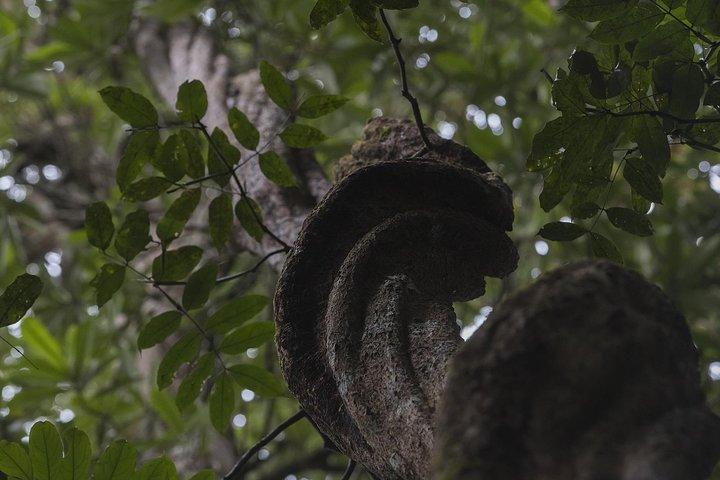 Sinharaja' rainforest - Discovery Tour (half day)