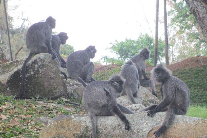 Batu Caves,Hot Spring, Monkey & Fireflies Tour with Dinner