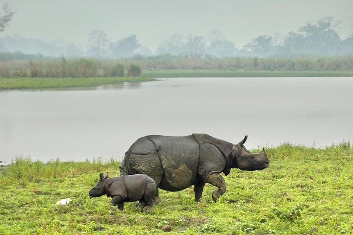 Kaziranga Indian Big Five Wildlife Tour