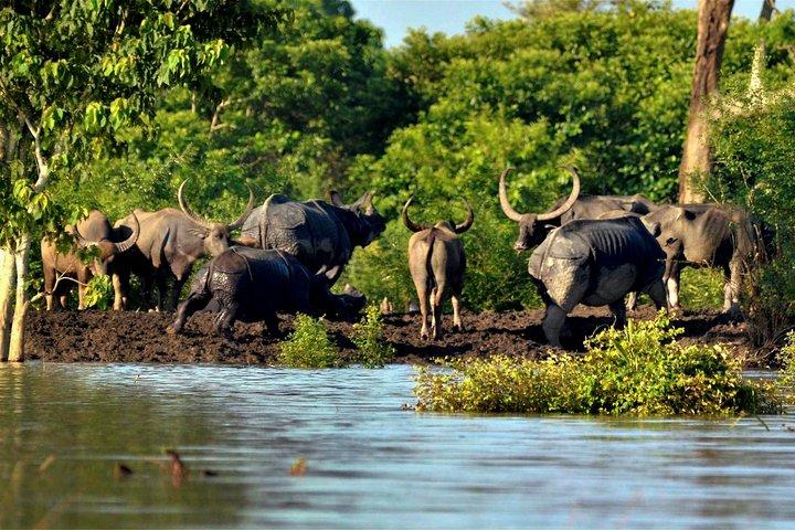 Kaziranga Indian Big Five Wildlife Tour