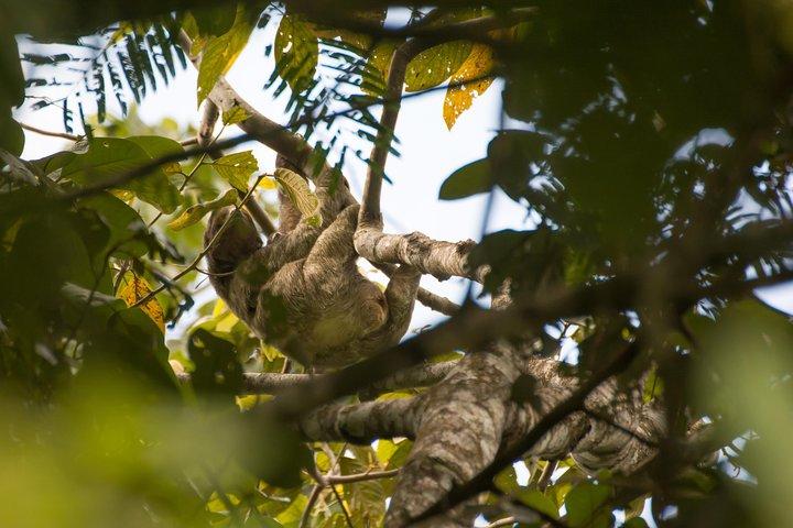 Sloth Watching Tour Experience Costa Rica