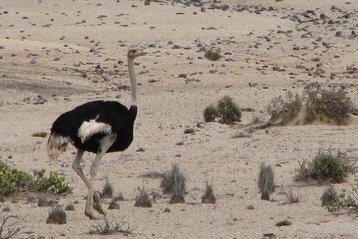 NAMIB DESERT TOURS, Full-Day and Half-Day Tours from Swakopmund, Namibia