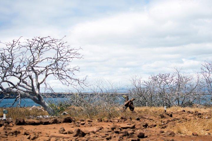 Day Trip to North Seymour Island from Puerto Ayora