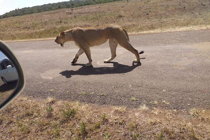 Early Morning Group Joining Mini Safari To Nairobi National Park