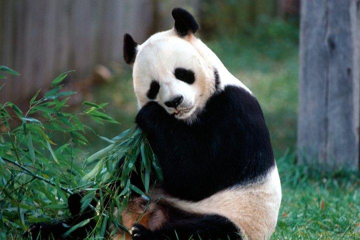 Private Half Day Tour to Beijing Panda House and Summer Palace