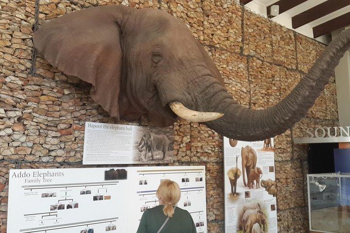 Addo Elephant National Park Tours from Port Elizabeth