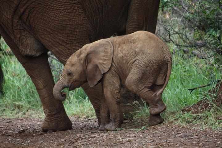 Addo Elephant National Park Tours from Port Elizabeth