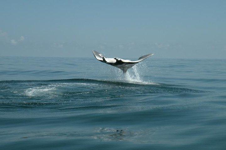 Whale Shark and Snorkeling Adventure from Isla Holbox