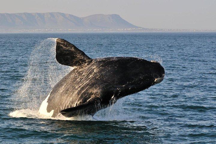 Cape town Hermanus Shark Cage Diving Tour With Transport