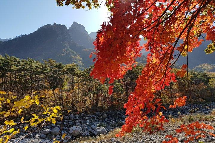 [Premium Private Tour] Mt Seorak & East Sea or Nami island from Seoul