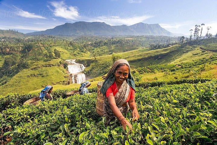 Day Trip to Nuwara Eliya with Kingfisher Tours