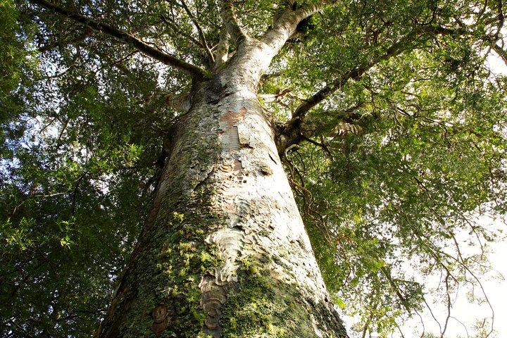 Kawiti Glow Worm Cave Tour & Opua Forest Walk