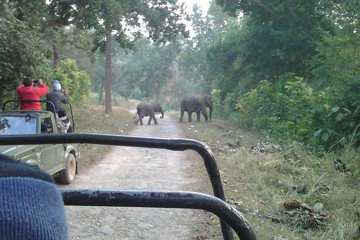 Rishikesh: Open Jeep Safari in Rajaji National Park