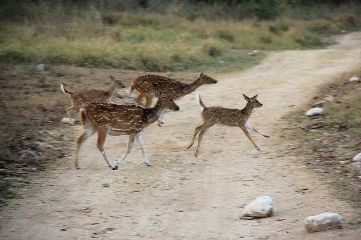 Rishikesh: Open Jeep Safari in Rajaji National Park