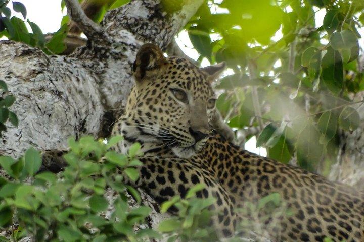 Jeep Safari at Kumana National Park
