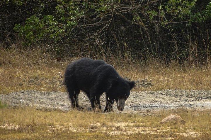 Jeep Safari at Kumana National Park