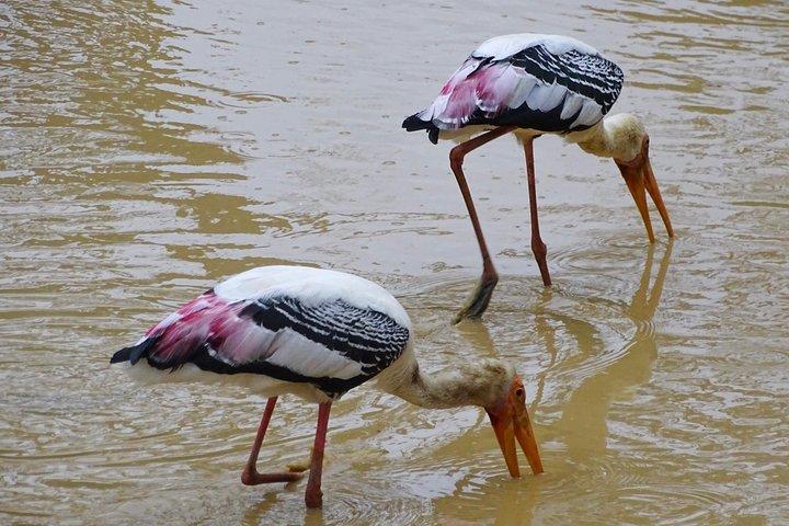 Jeep Safari at Kumana National Park