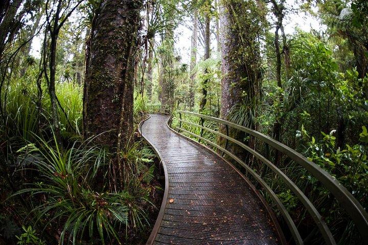 Kawiti Glow Worm Cave Tour & Opua Forest Walk
