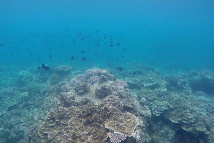 Anilao Snorkel Safari: Explore the Amazing Underwater World
