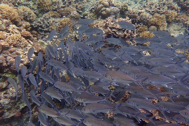 Anilao Snorkel Safari: Explore the Amazing Underwater World